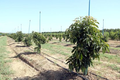 Un molino del Morell se especializa en el aceite de aguacate y hace la primera plantación comercial de Cataluña
