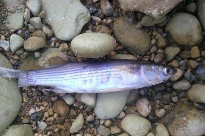 Pesca elèctrica per evitar que morin més peixos al tram final del riu Francolí