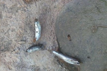 Pesca elèctrica per evitar que morin més peixos al tram final del riu Francolí