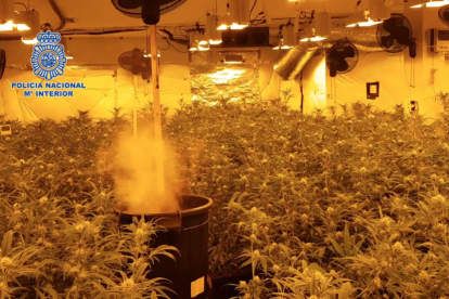 La Policia Nacional confisca 162 quilos de marihuana i detè a 17 persones dedicades al cultiu i distribució