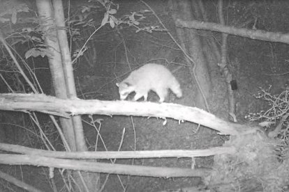 Graban por primera vez un hueso lavador en Cataluña en un bosque gerundense