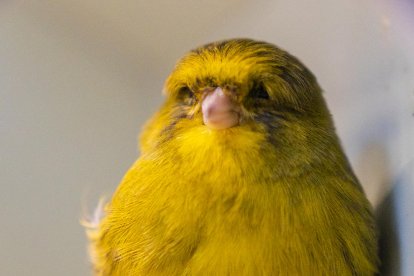 El millor canari  del món és tarragoní