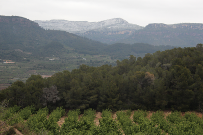 neu Alforja