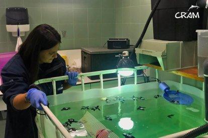 Las tortugas nacidas de los dos nidos de la Mascletà en la Pineda evolucionan favorablemente