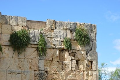 El Paseo Arqueológico ofrece una imagen «degradada» por hierbas y vallas a tierra
