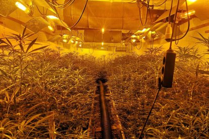 Al menos siete detenidos y 2.000 plantas de marihuana intervenidas por los Mossos en el Tarragonès