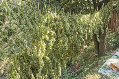 Localitzen una plantació de marihuana a l'Aleixar amb 360 plantes