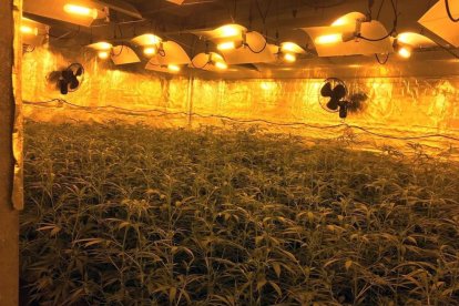 Els Mossos d'Esquadra desmantellen un cultiu de marihuana i detenen tres homes a Cambrils
