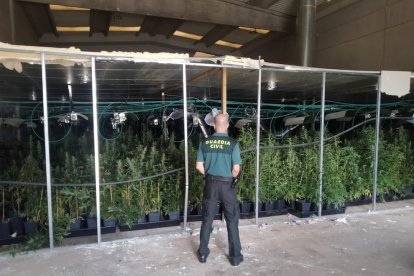 plantación de marihuana oculta en una nave industrial de Tarragona