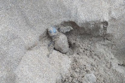 Localizan un nido de tortuga boba en la barra del Trabucador del Delta de l'Ebre