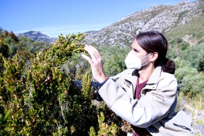 La inspecció un boix a la part baixa del massís dels Ports.