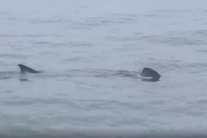 Los pescadores de Tarragona avistan varios tiburones peregrinos