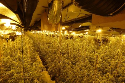 Desarticulado un grupo criminal en el Tarragonès dedicado al cultivo interior de marihuana