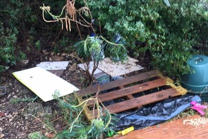 Destrossen dues colònies controlades de gats al barri de Sant Pere i Sant Pau de Tarragona