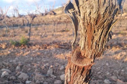 El Celler Sanromà de Vila-rodona pateix un acte vandàlic en una de les seves vinyes