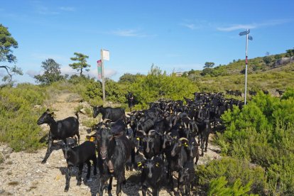 En busca de los mejores pastos