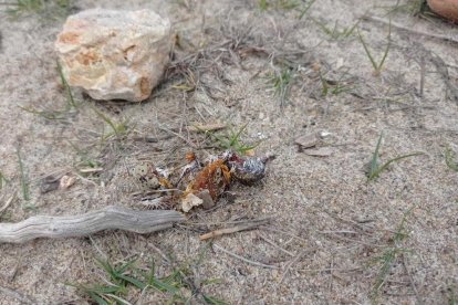 GEVEN denuncia la destrucció del primer niu de corriol camanegre detectat a Coma-ruga