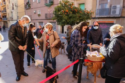 Una vintena de gossos, beneïts a Tarragona durant la festa de Sant Antoni, patró dels animals
