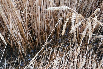 La tormenta del jueves deja daños en cereal y viña en el Campo de Tarragona