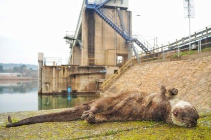 El Grup de Natura Freixe denuncia atropellos de nutrias en la presa de Flix