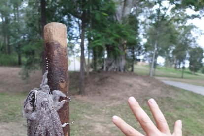 La experiencia de encontrarse una polilla del tamaño de una mano