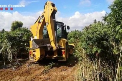 Desmantellen dues plantacions il·legals de cànem al Camp de Tarragona