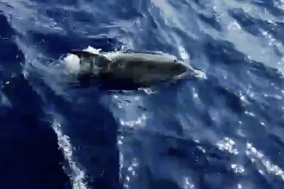 Imagen de uno de los delfines que se acercaron a la golondrina.
