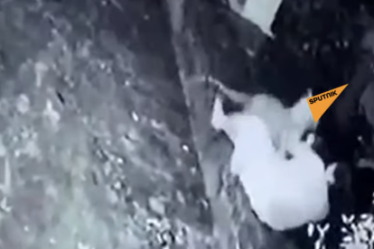 Una abuela se enfrenta a bastonazos contra un leopardo que la atacó