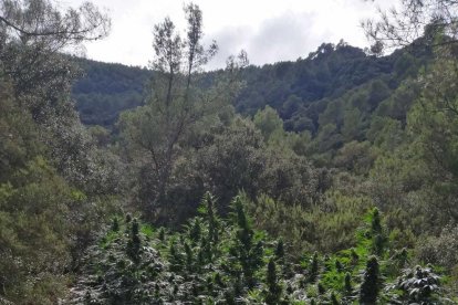 Un home troba 1.600 plantes de marihuana a la seva finca de l'Albiol que feia temps que no visitava