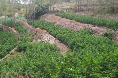 Desmantelan una plantación de marihuana en un paraje natural de Masboquera