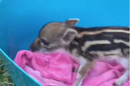 Una cria de porc senglar a una casa de Mont-Roig del Camp