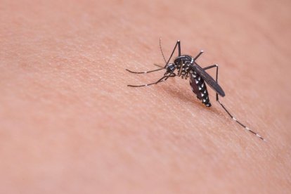 Descriuen un gen que activa una resposta protectora en el paràsit de la malària per defensar-se de la febre
