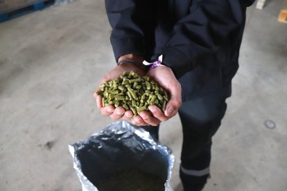 Prades termina una cosecha de lúpulo en la cual casi dobla la producción