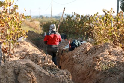 Descubren ocho silos del siglo VIII a.C. en medio de un campo de viñas de Nulles
