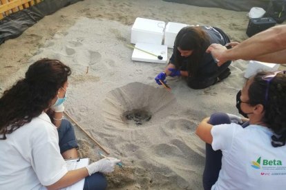 Neixen un total de 71 tortugues a la Platja del Miracle