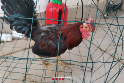 Ddesarticulen un punt de distribució de cocaïna i heroïna a Reus