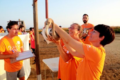 Més de 200 voluntaris anellen 400 polls de flamenc del Parc Natural del Delta de l'Ebre