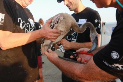 Més de 200 voluntaris anellen 400 polls de flamenc del Parc Natural del Delta de l'Ebre