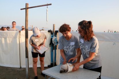 Més de 200 voluntaris anellen 400 polls de flamenc del Parc Natural del Delta de l'Ebre
