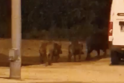 Un grupo de jabalíes se pasea por las calles de Reus