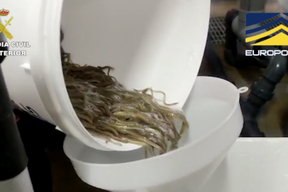 La Guardia Civil libera en el Delta del Ebro 180 kilos de angula intervenidos valorados en 270.000 euros