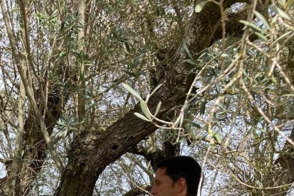 Oliveres que busquen padrins