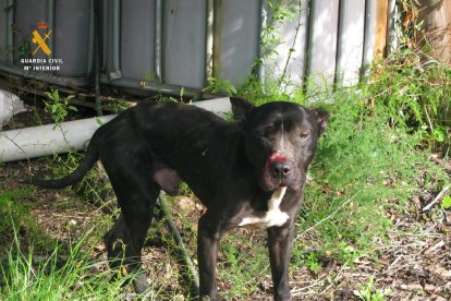 Un veí d'Alcover, investigat pel maltractament de tres gossos de raça perillosa