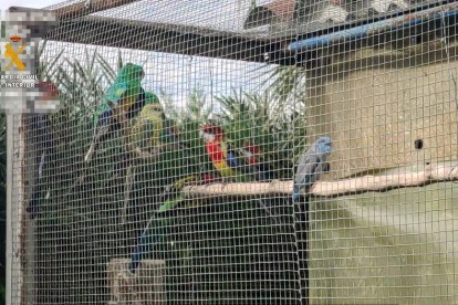 Intervenen a Deltebre 34 animals de diferents espècies protegides