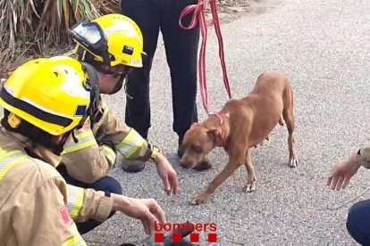 Rescaten una gossa que havia caigut per un desnivell d'uns quatre metres a Santa Oliva