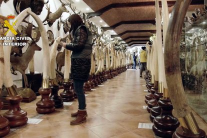 Decomisan en la Comunidad Valenciana más de un millar de animales disecados protegidos