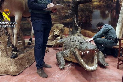 Decomisan en la Comunidad Valenciana más de un millar de animales disecados protegidos
