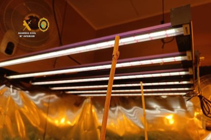 La Guàrdia Civil i la Policía Local de Cunit desarticulen dues noves plantacions de marihuana en menys d'una setmana