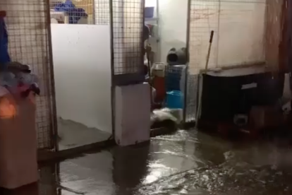 La Protectora de Animales de Tarragona sufre inundaciones por las fuertes lluvias