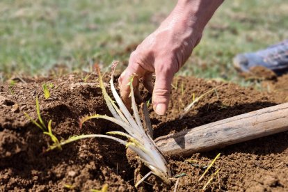 Descubre la xicoia, una de las plantas comestibles más apreciadas en la cocina pirenaica